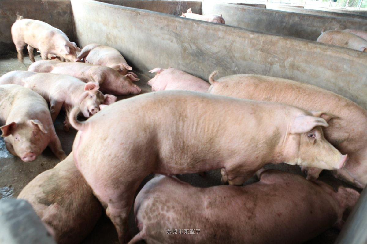 大庆“畜”势焕发 满“牧”繁花